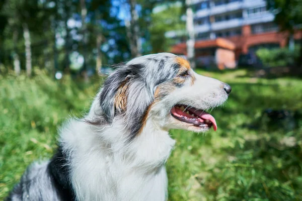 Australian Shepherd with rare eye heterochromia. One eye is light blue the other eye is brown. The dog is sitting on the green grass.