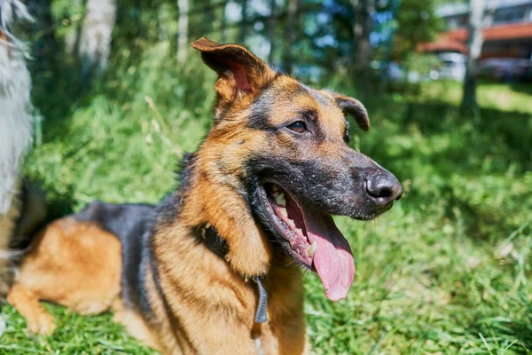 One year old German Shepherd puppy lies on the background of green nature