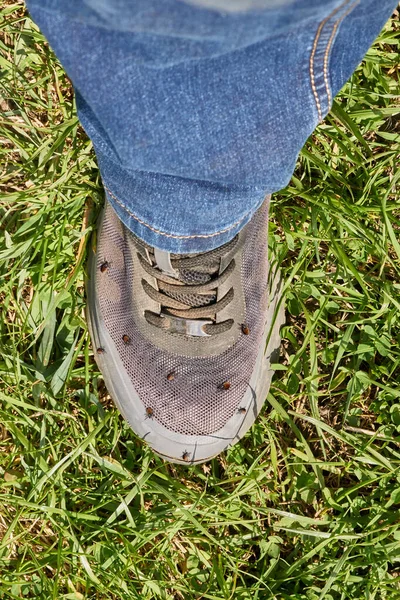 Acaricidal danger. Lots of encephalitic mites on human shoes after walking through the grass