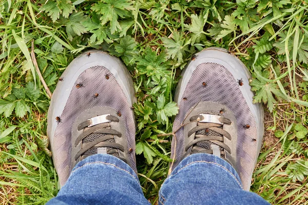 Acaricidal danger. Lots of encephalitic mites on human shoes after walking through the grass