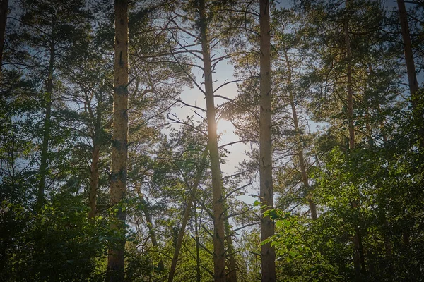 Early morning sun in a pine forest. The sun shines through the tree trunks