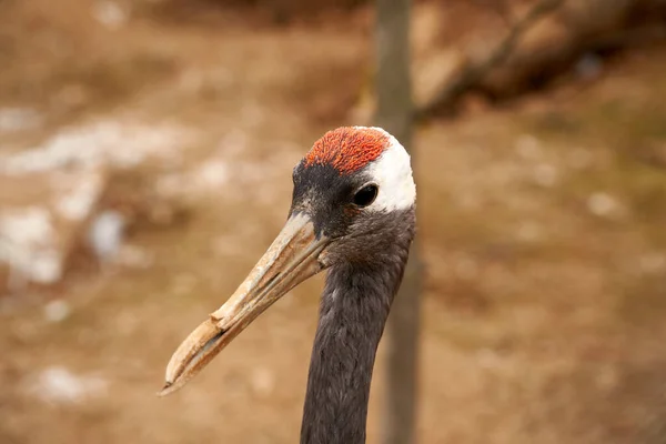 Portrait of a Japanese crane. Bird head close up