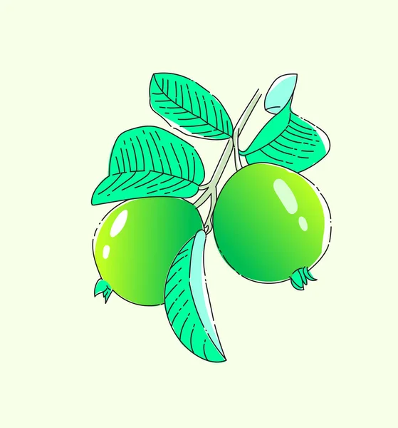 Guava meyvesi, El çizimi illüstrasyon