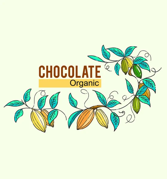 Organik ve ev yapımı ürün tasarımları için kakao bitkisi çizimi
