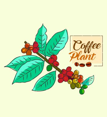 Kahve ve çiğ fasulye..