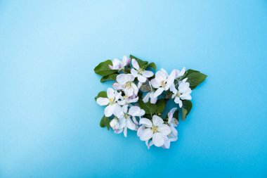 Arka planda çiçek açan bir elma dalının fotoğrafı. Arkaplan elma ağacı çiçeğinin üst görüntüsü. Bahar çiçekleri.