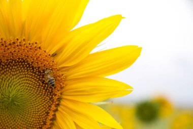 Sarı bir ayçiçeğine yaklaş