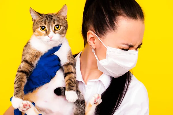 Allergy to cats. Hypoallergenic cat breed. The owner and the cat.