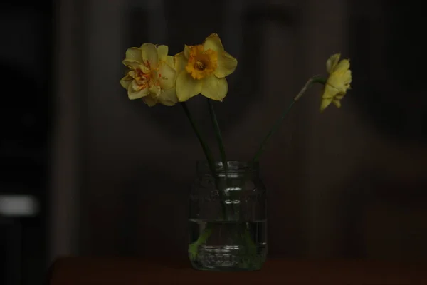 A bouquet of live daffodil flower in a glass jar