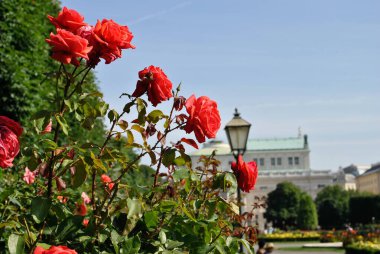 Yazın tutkulu romantik güller