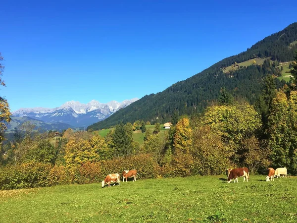 Vacas Colina Outono Frente Montanhas Dia Feliz Ensolarado — Fotografia de Stock