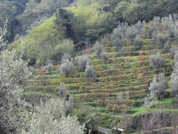 Naturskön Utsikt Över Böljande Sluttningar Med Vingårdar Och Olivträd Toscana — Stockfoto