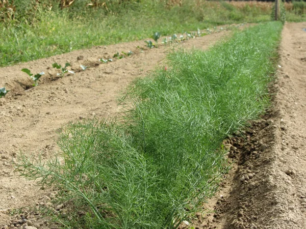 Verse Venkel Planten Foeniculum Vulgare Een Rij Het Veld Groeien — Stockfoto