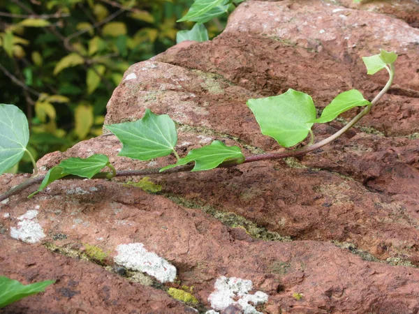 Zelený List Břečťanu Starou Cihlovou Zeď — Stock fotografie