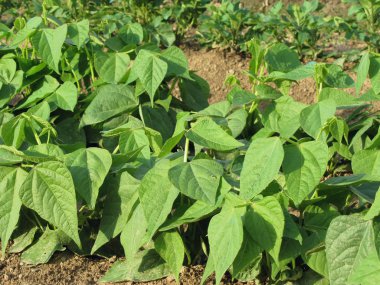Genç yeşil fasulye bitkilerde Bahçe satırları. Toskana, İtalya