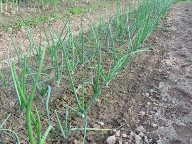 Soğan bitkiler satırları Bahçe Toskana, İtalya