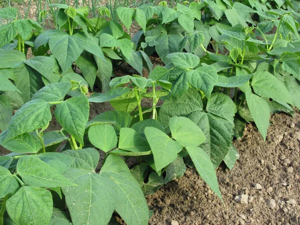 Young Green Beans Plants Rows Garden Tuscany Italy — Stock Photo, Image