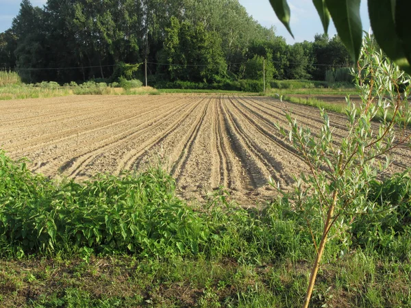 Upplöjd Fältet Sent Eftermiddagen Toscana Italien — Stockfoto