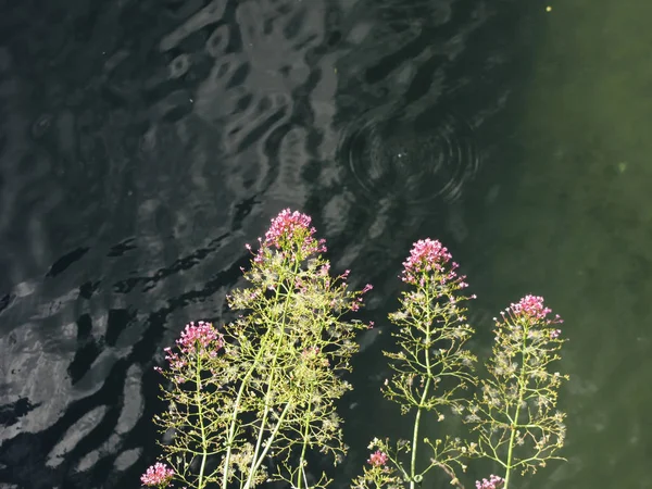 Fleurs sauvages contre la surface d'une rivière — Photo