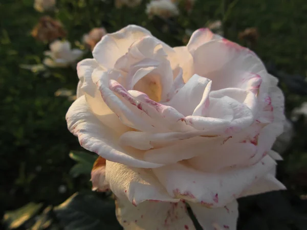 1 つ白と赤縞のばら色の花夕暮れ時春 — ストック写真