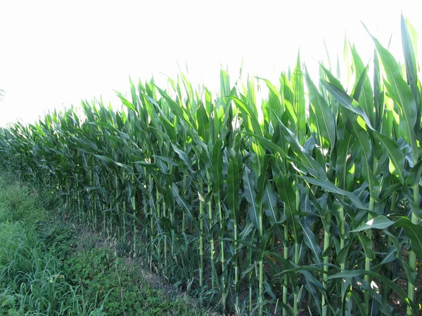 Grünes Maisfeld Gegen Das Helle Licht Der Sonne Einem Sommertag — Stockfoto