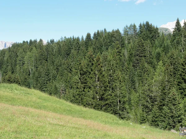 Yatay Yeşil Mera Arazi Çam Ağaçları Dolomites South Tyrol Talya — Stok fotoğraf
