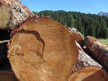 Woodpile ormanda yuvarlak günlükleri