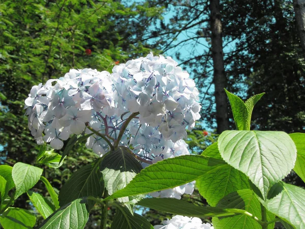 Purple Hydrangea flowers (Hydrangea macrophylla) in a garden in summertime