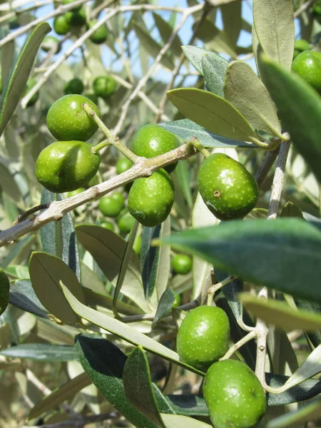 Mediterrane Olijfboom Besmet Door Olijf Fruitvlieg Bactrocera Oleae Grote Insecten — Stockfoto