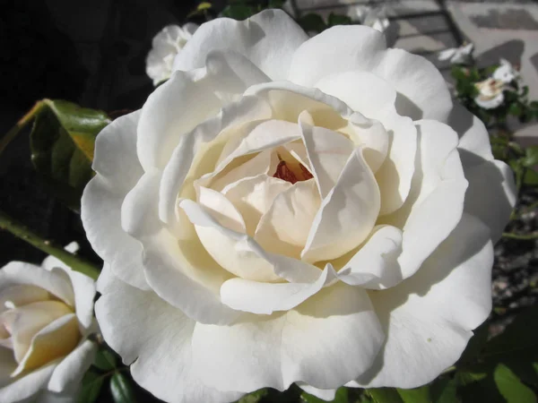 Single White Rose Flower Spring — Stock Photo, Image