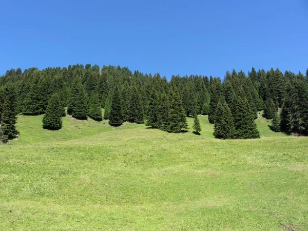 夏天阿尔卑斯山的牧场与蓝天相对应 南蒂罗尔 博尔扎诺 意大利 — 图库照片