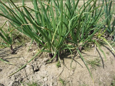 Yeşil pırasa bitkiler bahçede. Toskana, İtalya