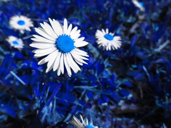 Witte Margriet Bloemen Blauw Toscane Italië — Stockfoto