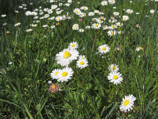 Witte Madeliefje Bloemen Groene Achtergrond Toscane Italië — Stockfoto