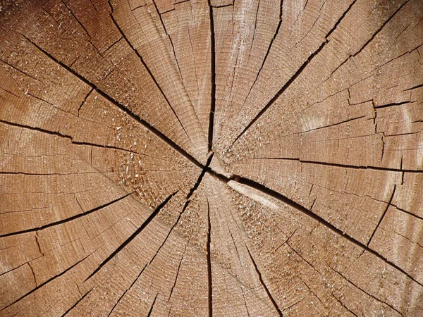 Textura Madeira Fundo Tronco Árvore Corte — Fotografia de Stock