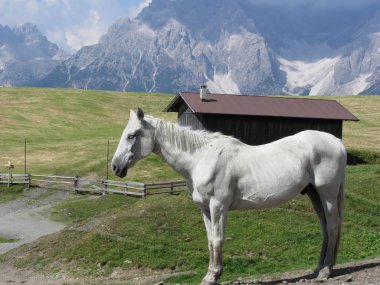 Sesto Dolomites, South Tyrol, İtalya içinde geçmiş ile alp bir arazide tek at