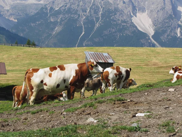 フォア グラウンドとバック グラウンドで南チロル イタリア セスト ドロミテのビューで牛と高山の牧草地 — ストック写真