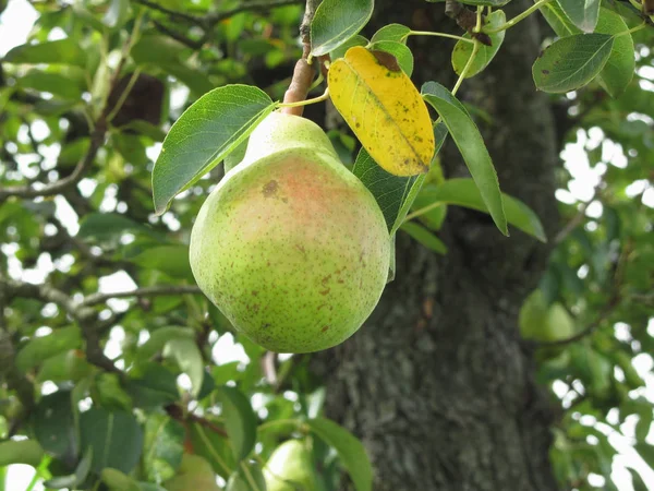 Una Sola Pera Verde Colgando Del Árbol Toscana Italia — Foto de Stock