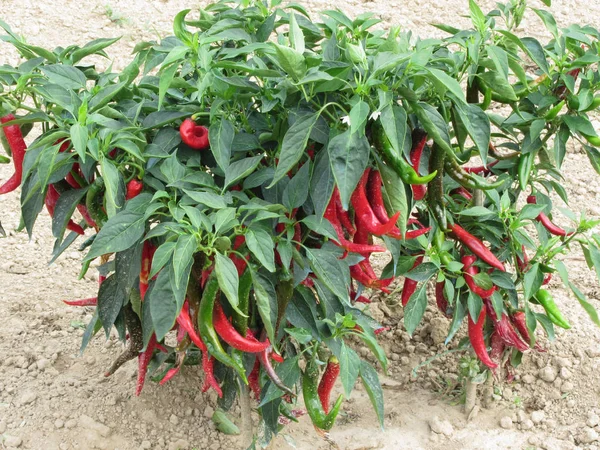 Red Chili Peppers Hanging Plant Tuscany Italy — Stock Photo, Image