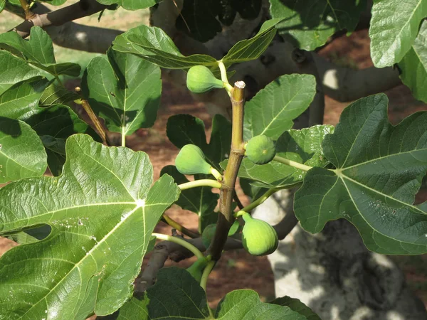 Fichi Verdi Che Maturano Fico Con Foglie Verdi Toscana Italia — Foto Stock