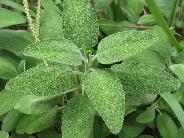 Planta Salva Jardim Toscana Itália — Fotografia de Stock