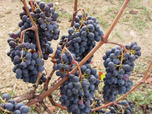 Rode Druiven Aan Wijnstok Toscane Italië — Stockfoto