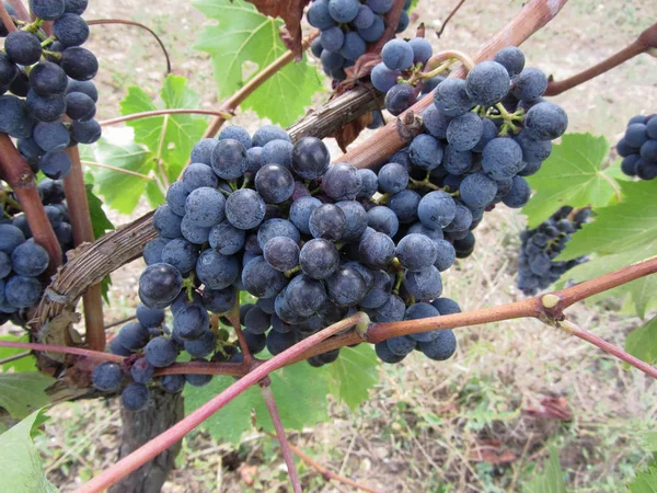 Rode Druiven Aan Wijnstok Met Groene Bladeren Toscane Italië — Stockfoto