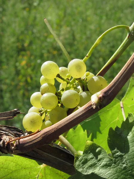 つるの白ブドウ イタリア トスカーナ — ストック写真