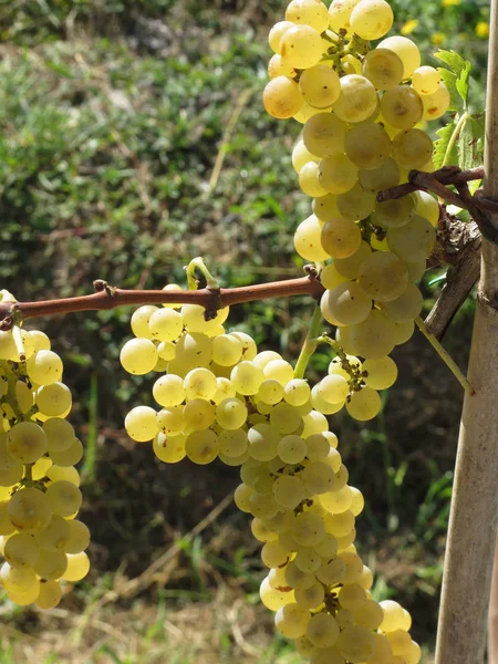 Witte Druiven Aan Wijnstok Toscane Italië — Stockfoto