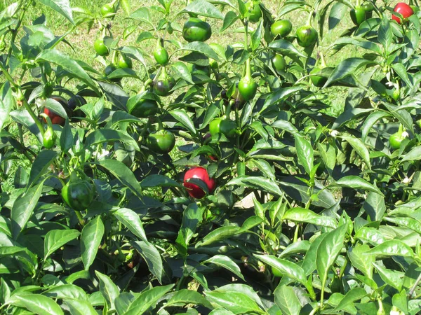 Красный Баклажан Ротонды Базиликаты Италия Solanum Aethiopicum Итальянский Красный Баклажан — стоковое фото