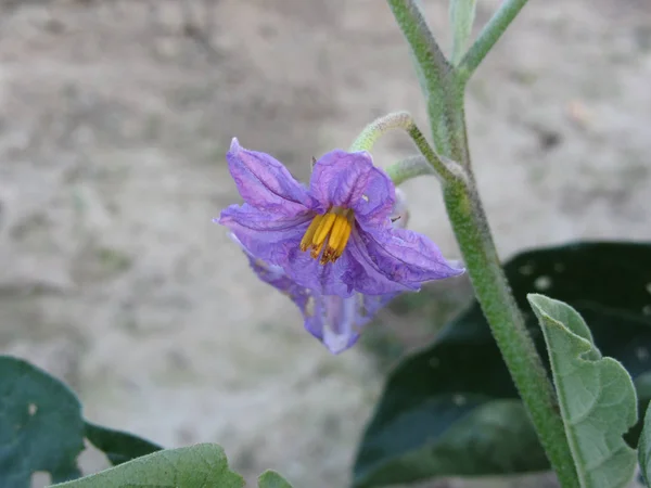 茄子植物开花 索拉努姆梅隆盖纳 花园中的紫色茄子花 — 图库照片