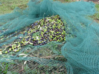 Hasat zamanı internetten zeytin topladım. Toskana, İtalya
