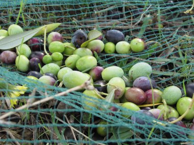 Hasat zamanı internetten zeytin topladım. Toskana, İtalya