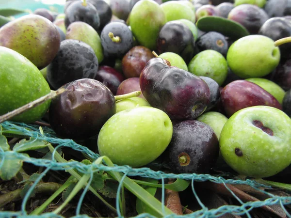 Cueilli Des Olives Sur Filet Pendant Récolte Toscane Italie — Photo